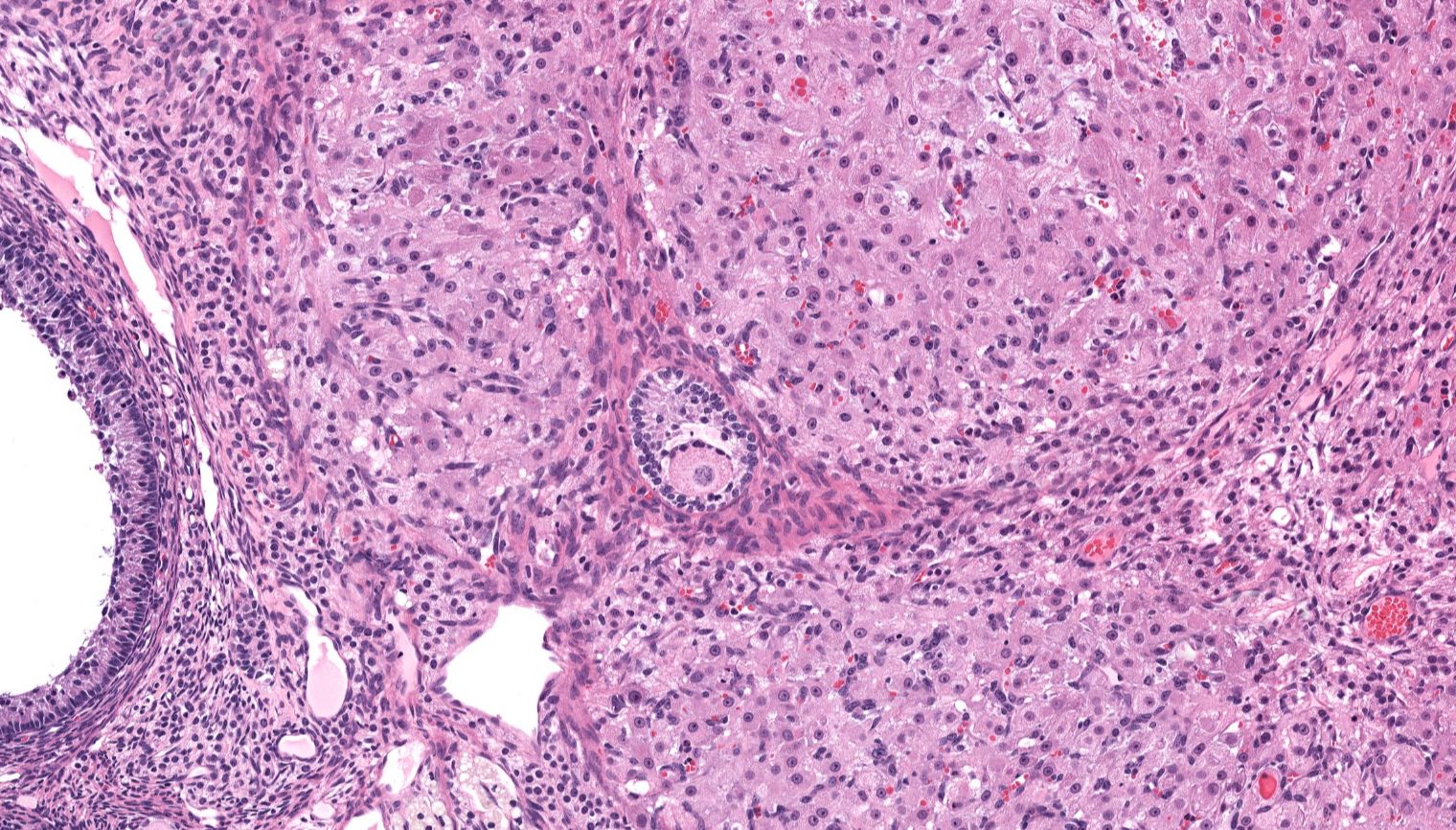 Female Reproductive System